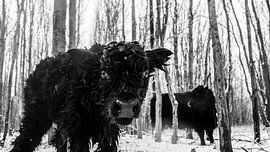 Pasgeboren zwart Hooglander kalfje van Sparkle King