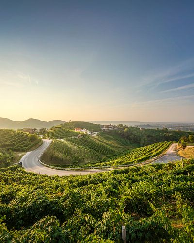 Wijngaarden en een weg bij zonsopgang, landschap in de Prosecco-heuvels