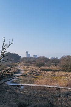 The road through the dunes to Scheveningen Skyline