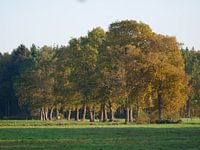 Groupe de chênes au soleil