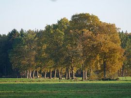 Group of oaks in the sun