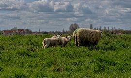 Mooie familie by Henk v Hoek