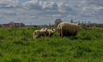 Mooie familie van Henk v Hoek