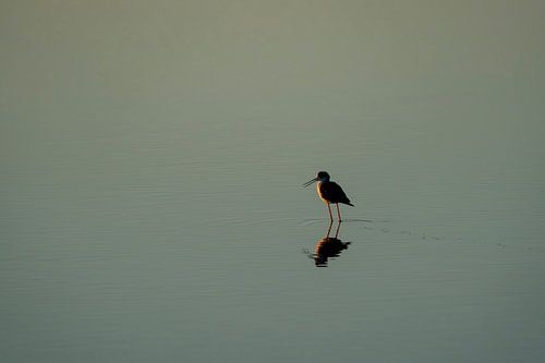 Een Moment van Reflectie Steltloper in een Vredig Waterlandschap