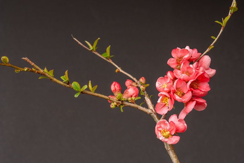 Nature morte avec des fleurs par Jolanda de Jong-Jansen