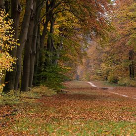 Herbstfarben auf der Veluwe von Cilia Brandts