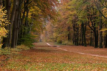 Herbstfarben auf der Veluwe