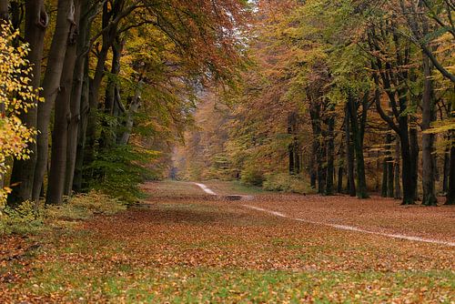 Autumn colours on the Veluwe by Cilia Brandts