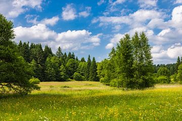 Wildflower meadow in the Ore Mountains