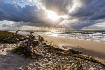 Darss West Beach at the Baltic Sea near Prerow by Werner Dieterich