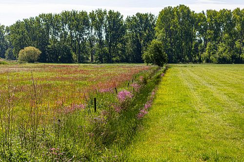 voorjaars bloemen