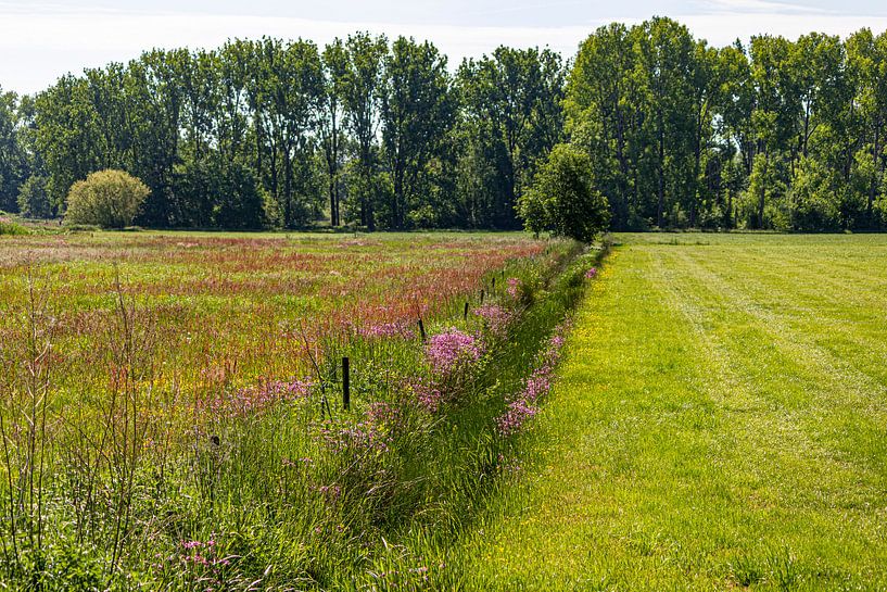 spring flowers by ton vogels