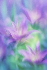 Violette Lilien – Violett und Grün im Morgennebel
