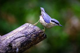 Nuthatch by Esther Bax