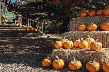 Amerika - De pompoenen liggen klaar voor Halloween | Californië, Verenigde Staten van Sanne Dost