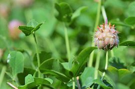 Fruitige klaver von Elias Vercruysse