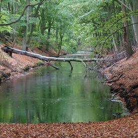 Kanaal met dode boom in park van Daniël van Leeuwen