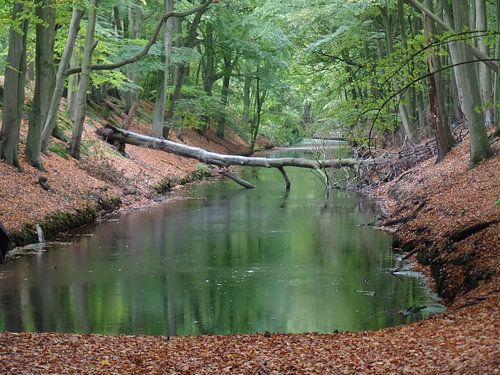 Kanaal met dode boom in park
