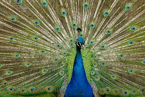 Pfau, Pavo Cristatus. Blauer Pfau Pfau