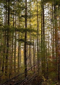 Speulderbos Teil 8 von Tania Perneel