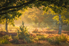 Fairytale Forest by Norman van der Geer