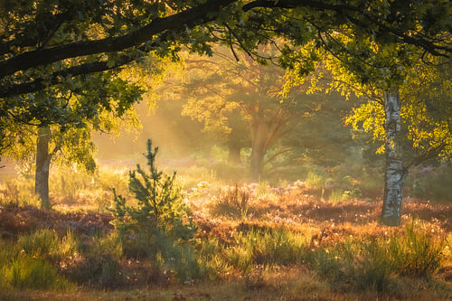 Fairytale Forest