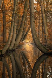 The bent ones - autumn edition sur Martin Podt