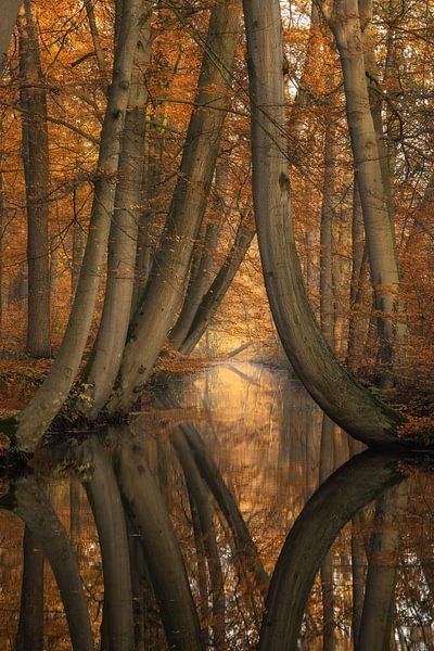 De kromme bomen van Twickel van Martin Podt