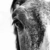 paardenportret in zwart-wit van Contrast inBeeld