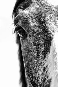 paardenportret in zwart-wit