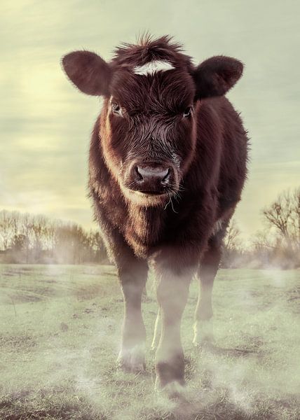 Vache dans la prairie par Bert-Jan de Wagenaar