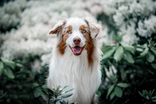 Australian Shepherd tussen de hortensia's
