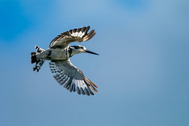 Ein Schwarzfuß-Eisvogel schwebt vor dem blauen Himmel in der Luft von Johannes Jongsma