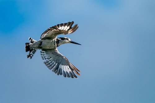 Pied Kingfisher Hovering in Mid Air Against Blue Sky