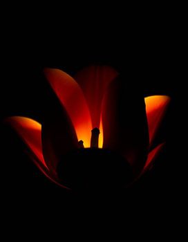 « Ember Tulip IV »