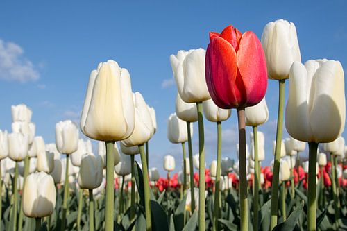 Rode tulp en witte tulpen