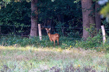 Cerf