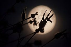 Full Moon fever #3 by Dennis Claessens