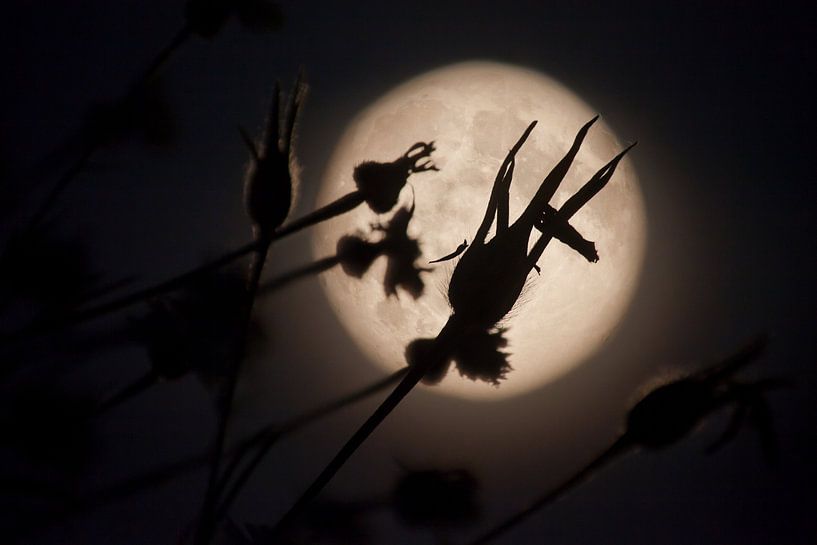 Full Moon fever #3 von Dennis Claessens