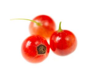Baum Rote Ströme auf Weiß