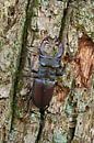 Stag Beetle ( Lucanus cervus ), impressive male, climbing up on bark of an oak tree van wunderbare Erde thumbnail