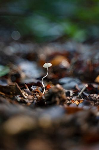 Baby mushroom | Autumn in the Forest