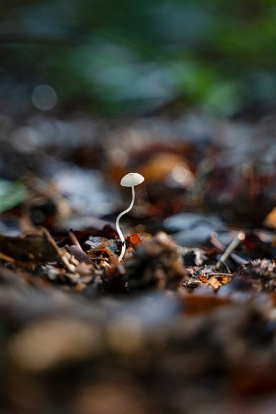 Babypilz | Herbst im Wald von Noraly Verriet