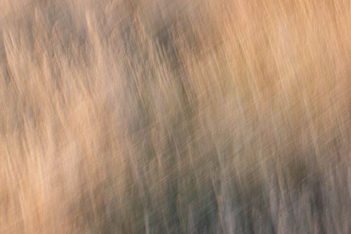 kris kras op de heide