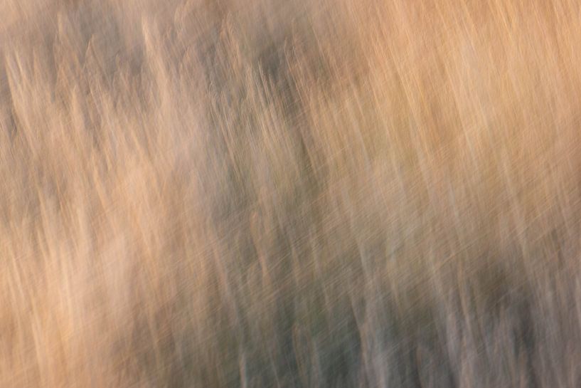 crisscross on the moor by Tania Perneel