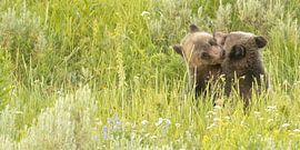 mit deinem kleinen Bruder (Grizzlybär) spielen von Kris Hermans
