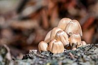 Herfst