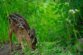 Calf in the forest by NatureBliss