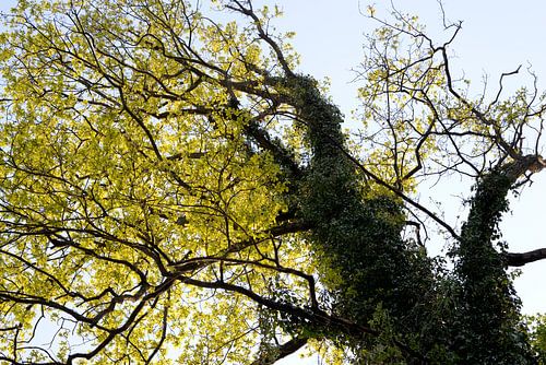 Bomen met fris groen