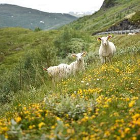 Neugierige Schafe in Norwegen von Sem Verheij